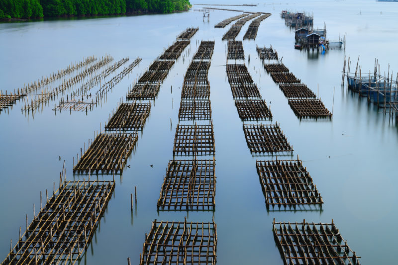 Aquaculture in chanthaburi,Thailand
Courtesy of University of Ghent