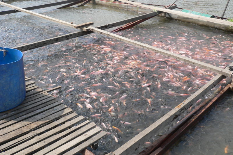 Tilapia farming in floating cages in Vietnam. 
Credit: Khaw Hooi Ling 2007